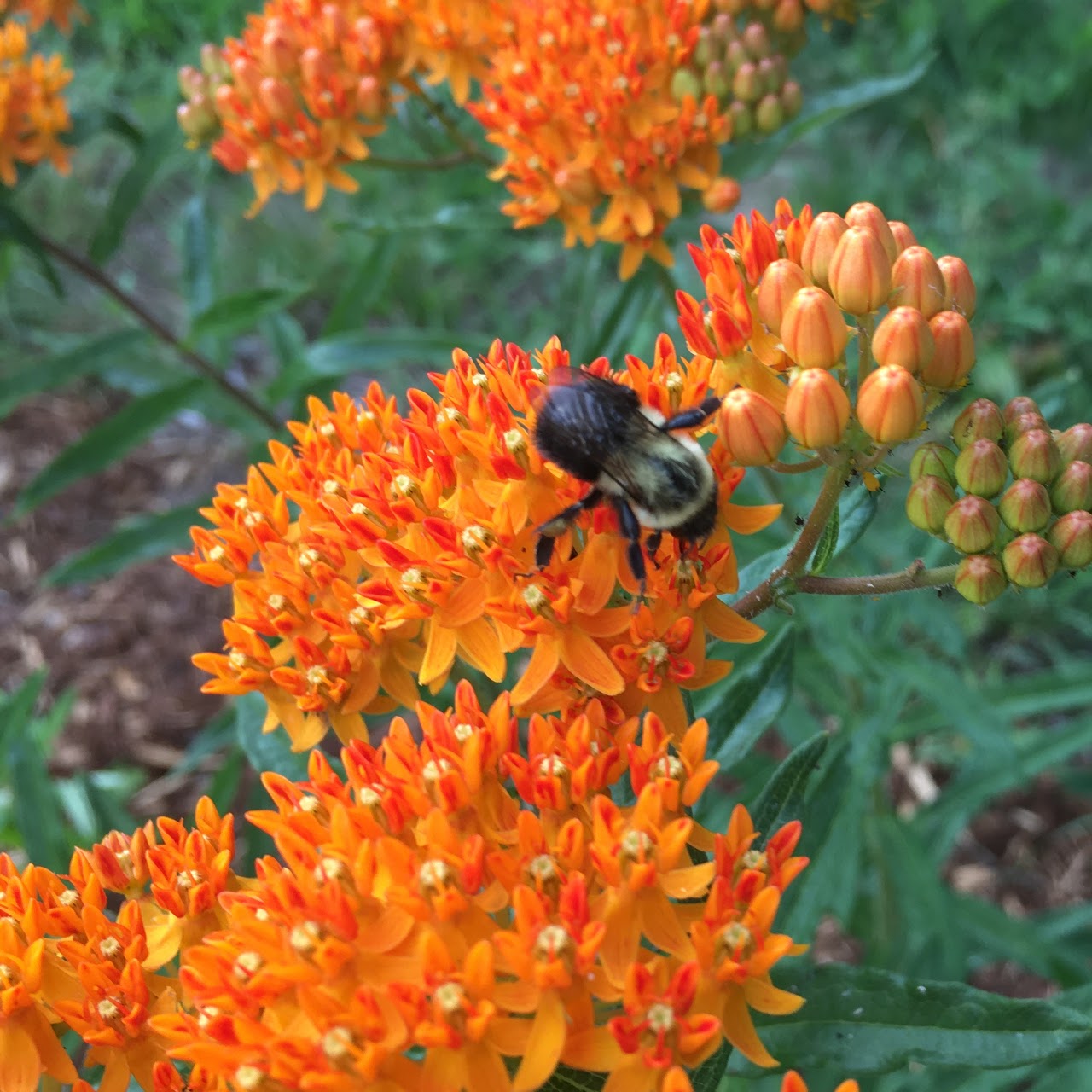 LLL Bee on Asclepias